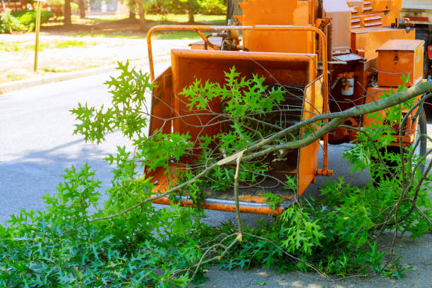 Best Grass Overseeding  in Santa Rosa, CA